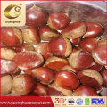 Hot Sales Fresh Chestnut for Roasting Use